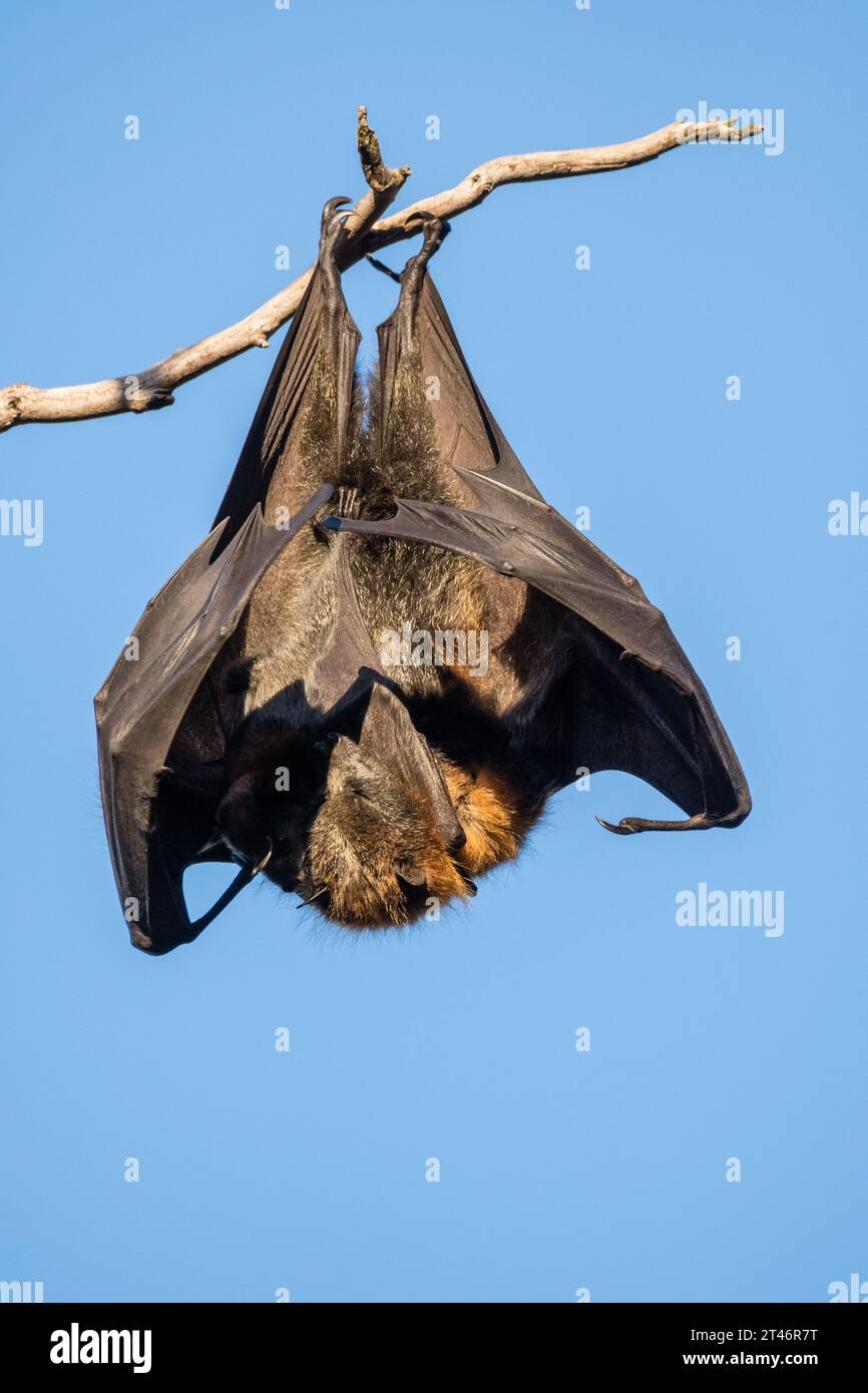 Graukopffuchs, Pteropus poliocephalus, Nachmittag, hängend im Baum, Flügel ausgestreckt, ihr Baby in der Hand, Yarra Bend Park, Melbourne Stockfoto