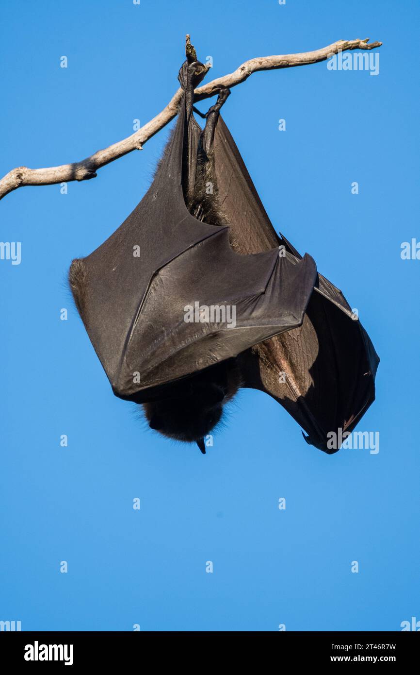 Grauköpfiger Fuchs, Pteropus poliocephalus, Nachmittag, hängend im Baum, Flügel gefaltet, Yarra Bend Park, Melbourne Stockfoto