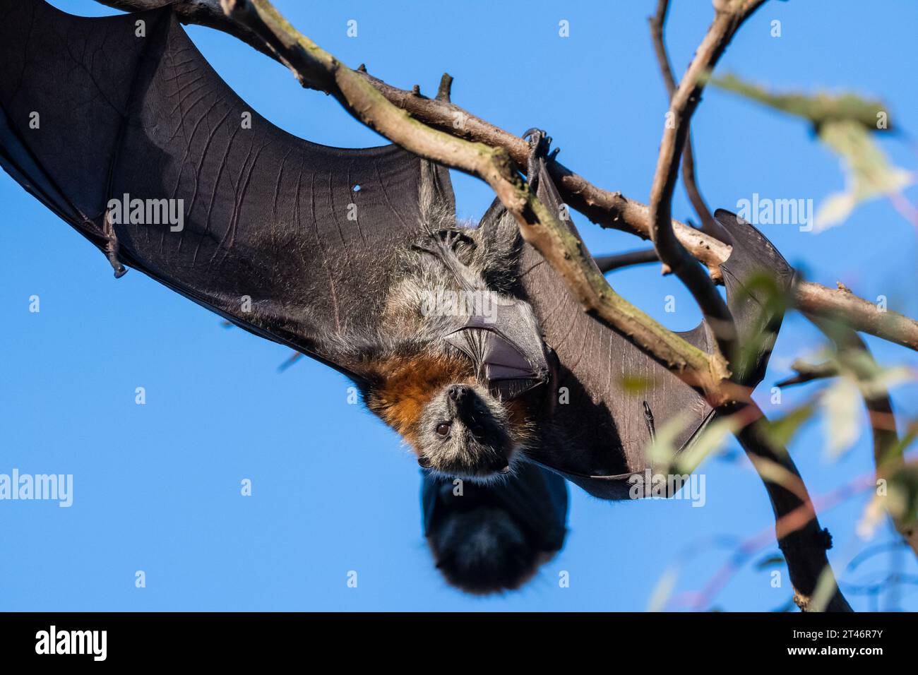 Graukopffuchs, Pteropus poliocephalus, Nachmittag, hängend im Baum, Flügel ausgestreckt, ihr Baby in der Hand, Yarra Bend Park, Melbourne Stockfoto