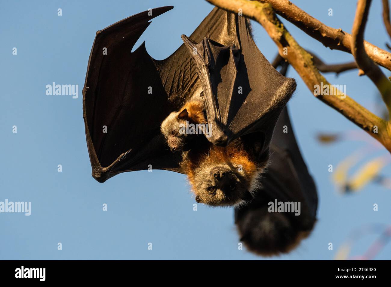Graukopffuchs, Pteropus poliocephalus, Nachmittag, hängend im Baum, Flügel ausgestreckt, ihr Baby in der Hand, Yarra Bend Park, Melbourne Stockfoto