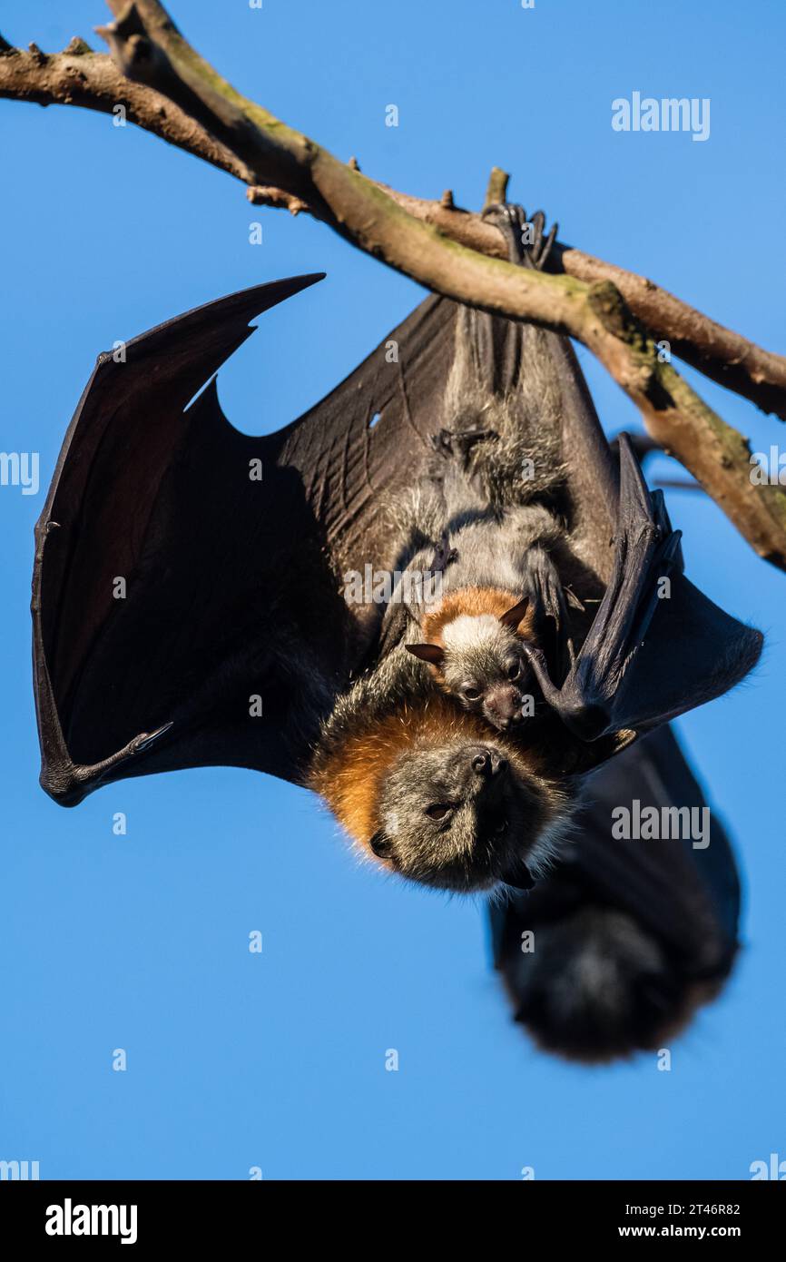Graukopffuchs, Pteropus poliocephalus, Nachmittag, hängend im Baum, Flügel ausgestreckt, ihr Baby in der Hand, Yarra Bend Park, Melbourne Stockfoto