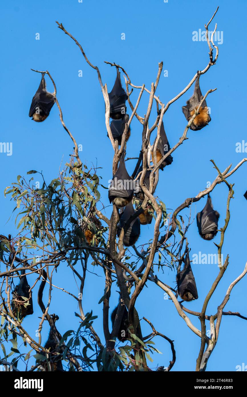 Grauköpfiger Fuchs, Pteropus poliocephalus, Nachmittag, in Bäumen hängen, Flügel gefaltet, Yarra Bend Park, Melbourne Stockfoto