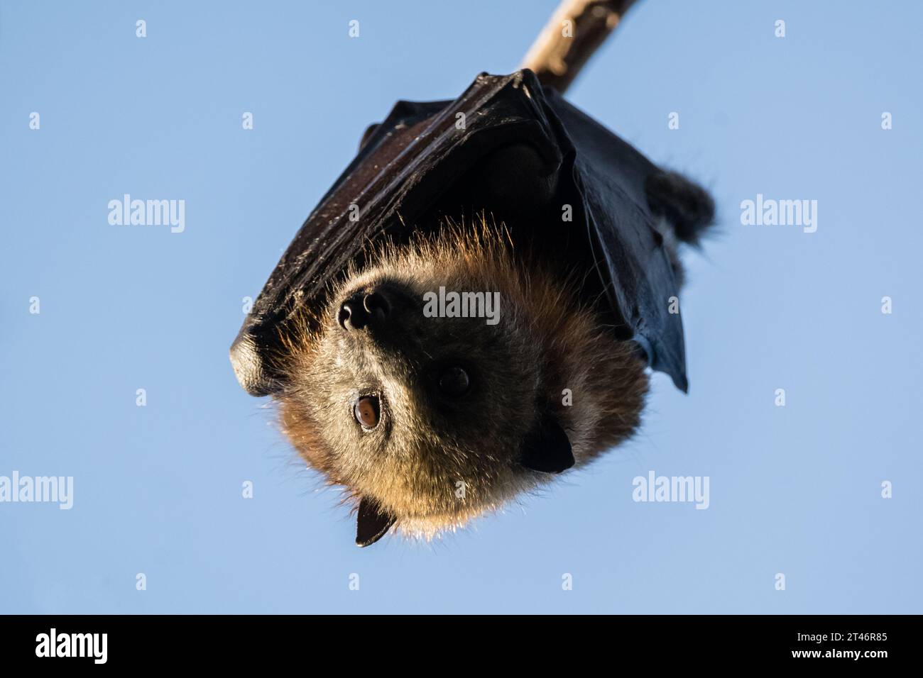 Grauköpfiger Fuchs, Pteropus poliocephalus, Nachmittag, hängend im Baum, Flügel gefaltet, Yarra Bend Park, Melbourne Stockfoto