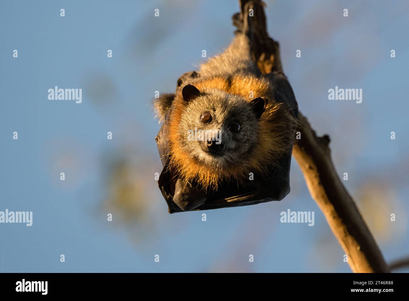 Grauköpfiger Fuchs, Pteropus poliocephalus, Nachmittag, hängend im Baum, Flügel gefaltet, Yarra Bend Park, Melbourne Stockfoto