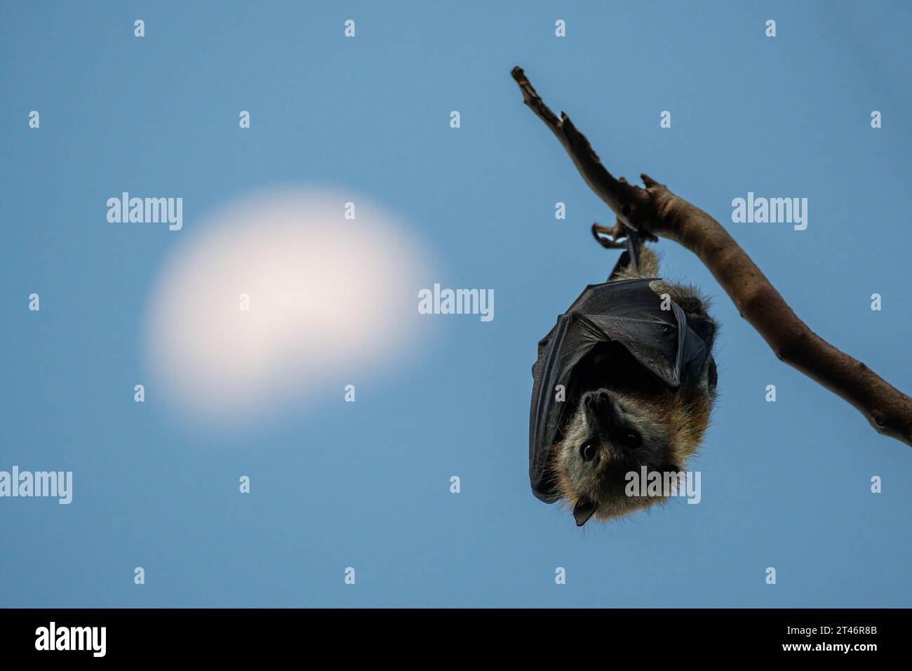 Der grauköpfige Fuchs, Pteropus poliocephalus, hängt an einem Baum, mit dem Mond im Hintergrund, nicht digital verändert, Yarra Bend Park, Melbourn Stockfoto