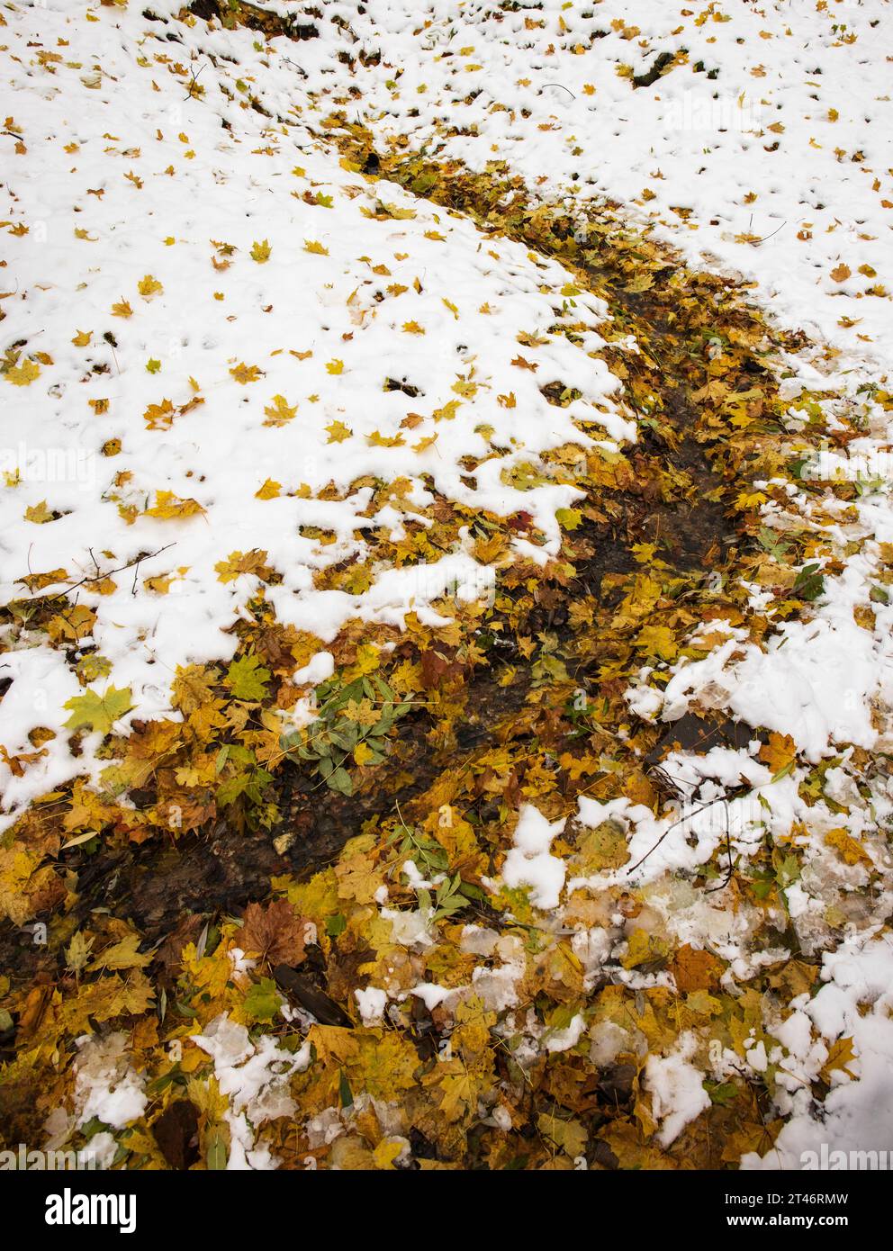 Im Herbst fließt ein mit gelben Herbstblättern bedeckter Bach durch einen verschneiten Wald Stockfoto