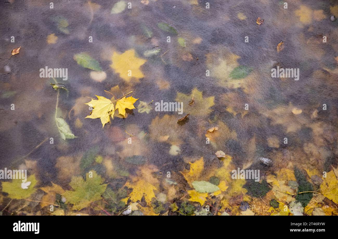 Gelber Herbst Schönheit: Gefrorener Teich unter Wasser mit Blume und Blättern, gelbes Blatt schwimmend im gefrorenen Teich, unter Wasser, umgeben von gefrorener Oberfläche. Stockfoto