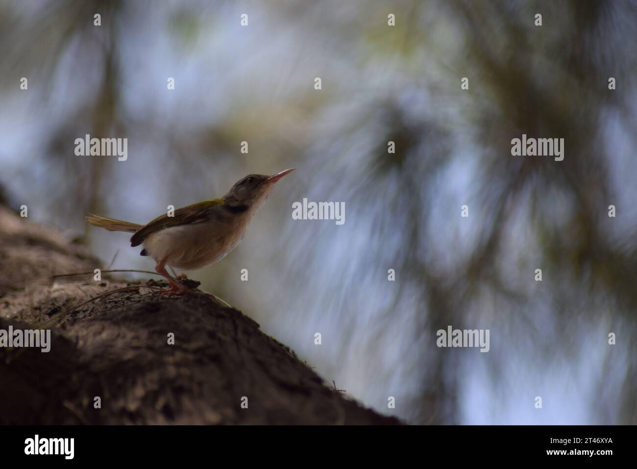 „Eleganter Tailorbird in seinem natürlichen Naht Habitat“ Stockfoto