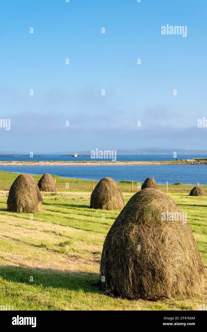 Heuernte in der Nähe von Hamnavoe auf der Insel Yell, Shetland. Mit Loch of Galtagarth und Hamna Voe im Hintergrund. Stockfoto