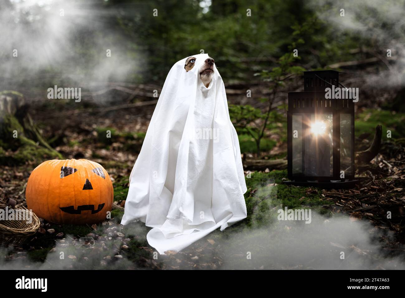 Porträt eines australischen Hirten im Halloween-Kostüm als Geist mit Kürbis und Laterne im Wald Stockfoto