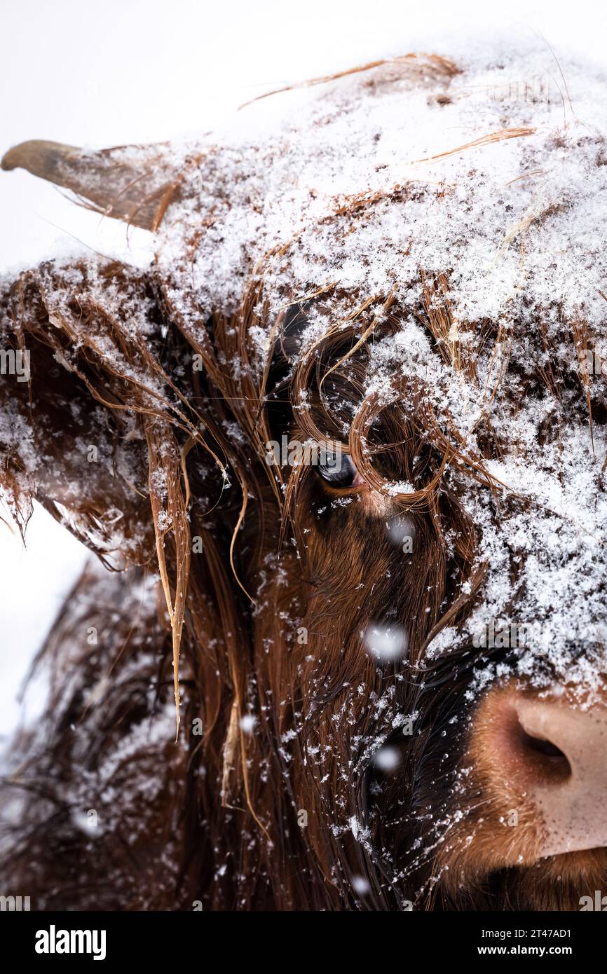 Porträt eines braunen majestätischen Highland-Rindes mit Hörnern auf einem Schneefeld in einem kalten Winter in einem Schneesturm Stockfoto