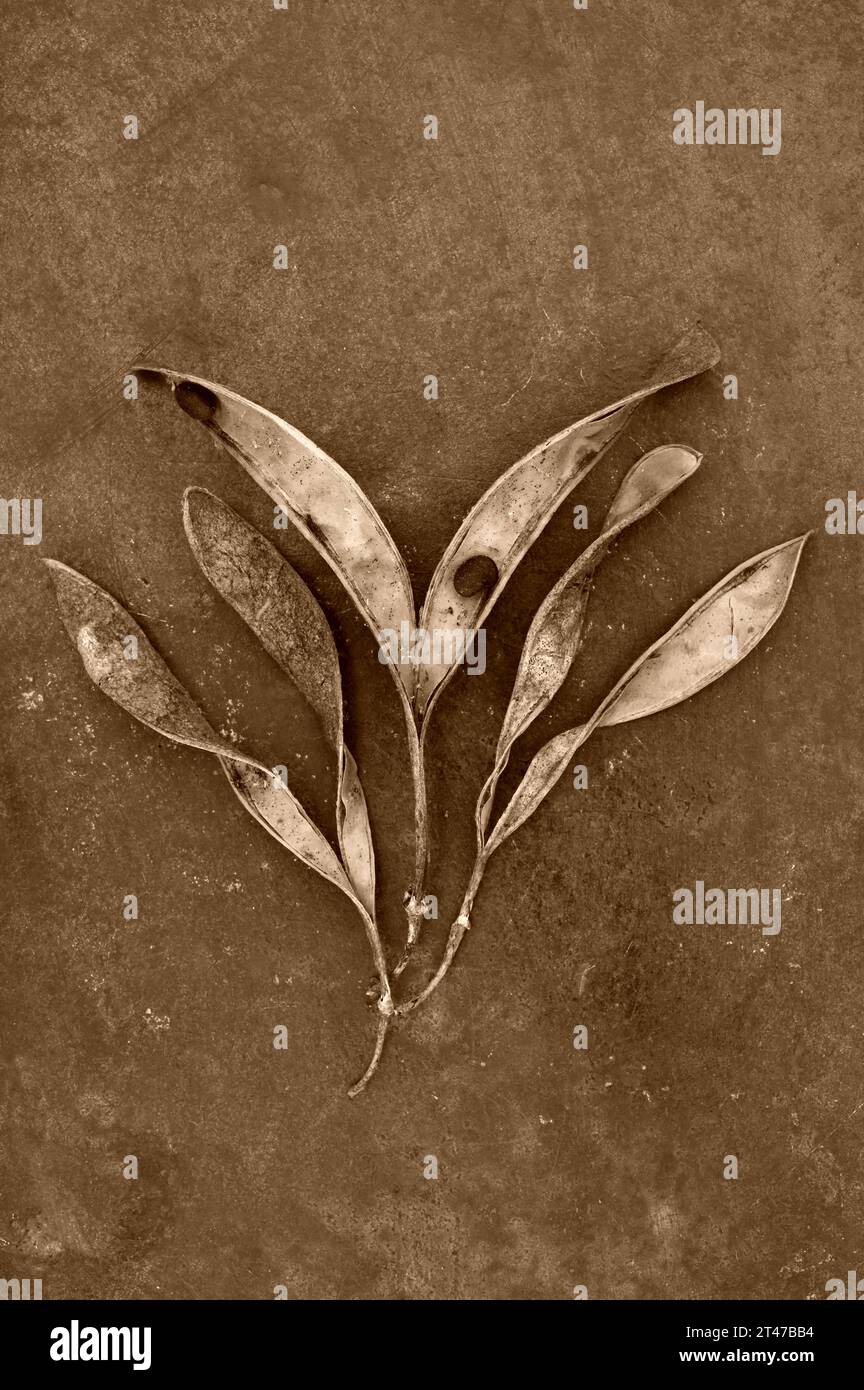 Spray von Samenkapseln des Laburnum anagyroides Baumes, offen gedreht und hauptsächlich ohne Samen auf anlaufendem Metall Stockfoto