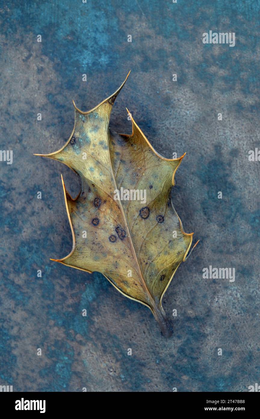 Einzelnes meliertes Blatt von Stechpalme oder Ilex aquifolium, das auf meliertem Marmor und grauem Marmor liegt Stockfoto