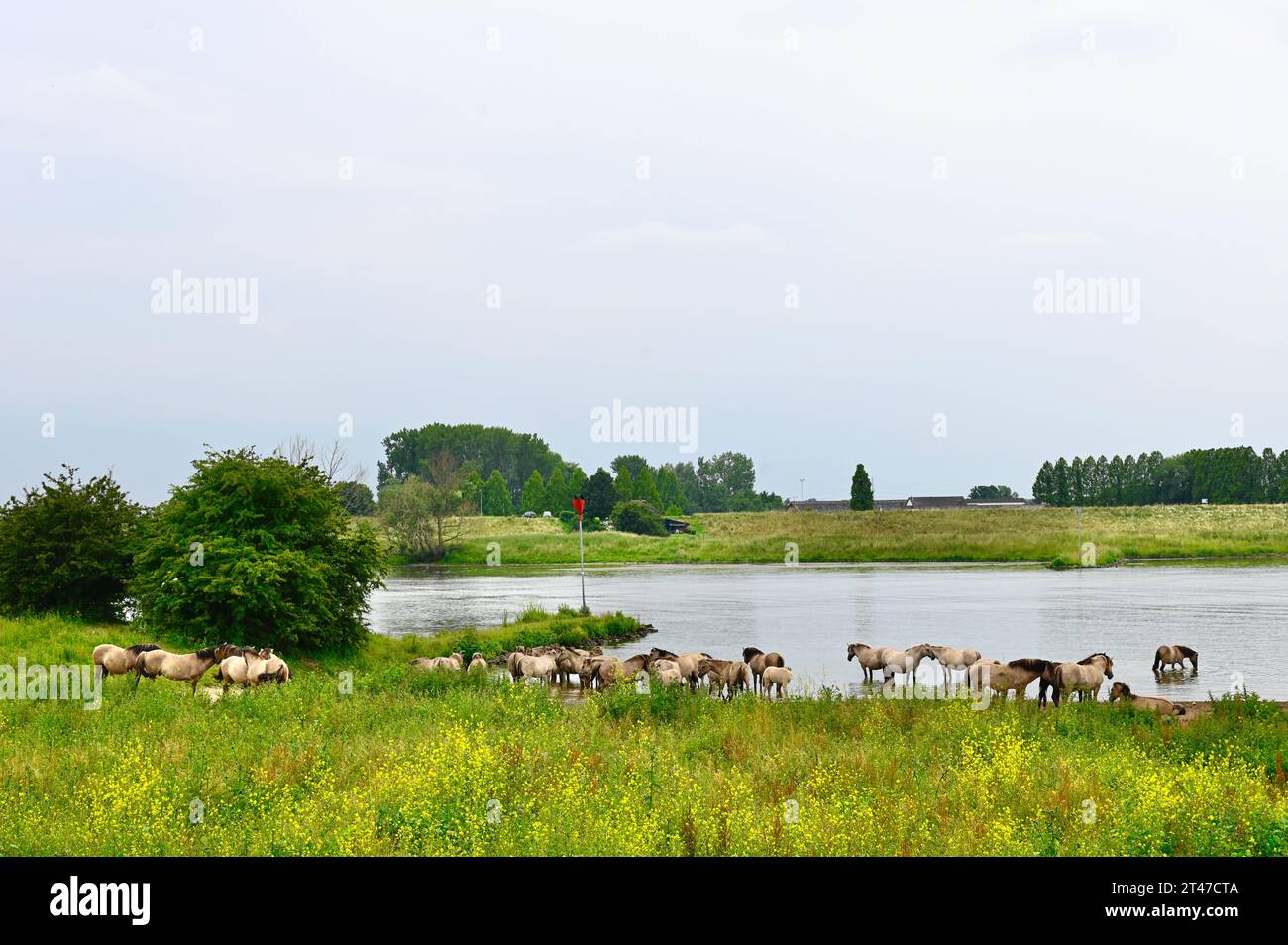 Konik Pferde im Naturschutzgebiet de Blauwe Kamer, nahe Opheusden Stockfoto