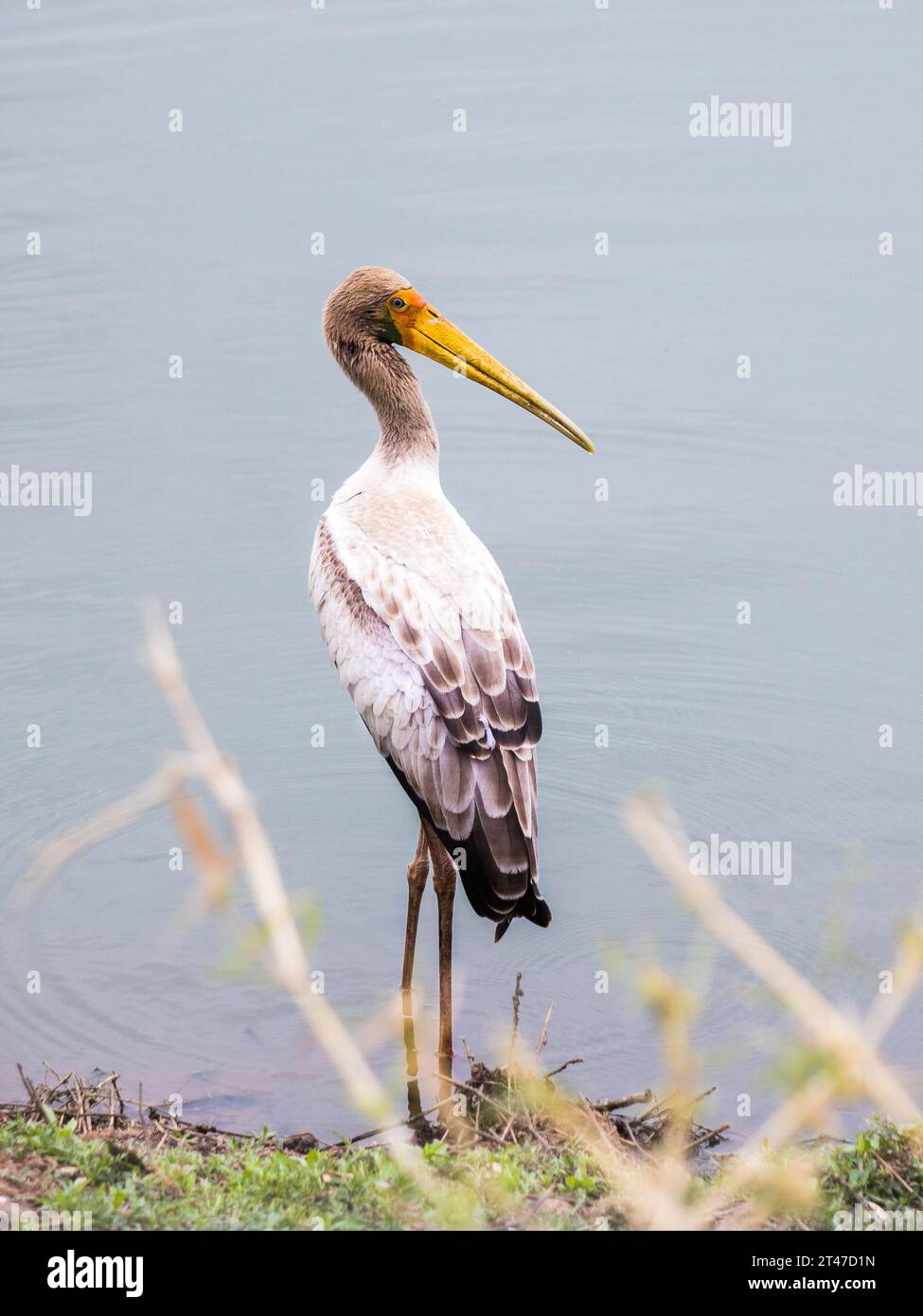 Ein Gelbschnabelstorch (Mycteria ibis), der am Ufer des Wassers steht Stockfoto