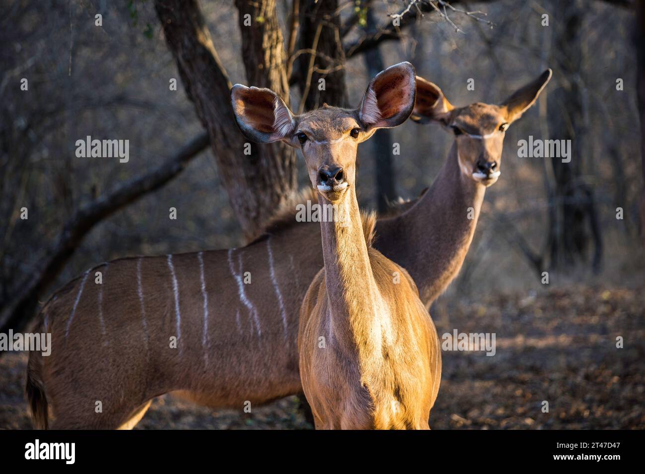 Nahaufnahme von zwei Kudu-Kühen, die im Licht des späten Nachmittags interessant auf die Kamera schauten Stockfoto