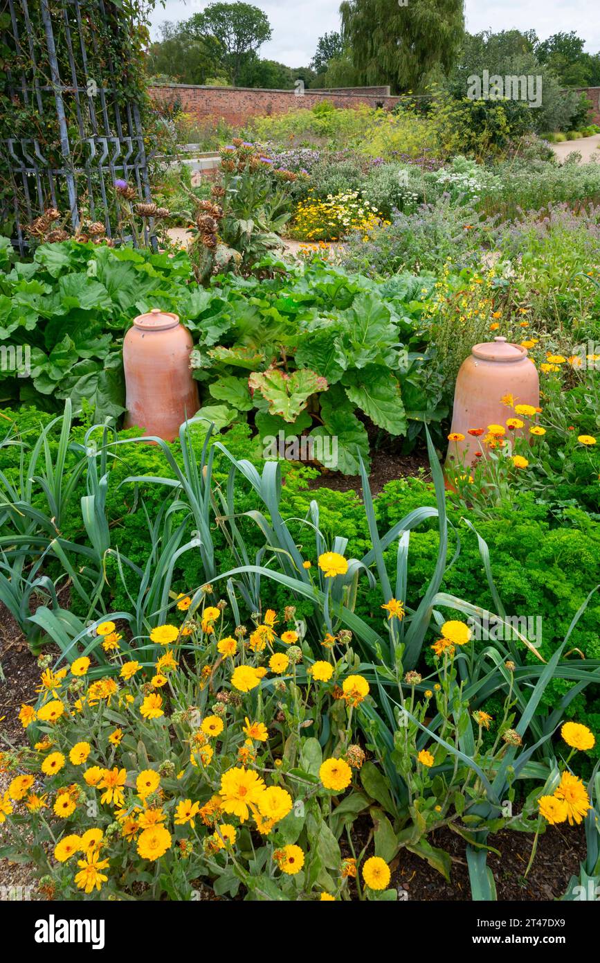 Sommer in den Gärten von RHS Bridgewater, Worsley, Salford, England. Rhabarber-Töpfe im Küchengarten. Stockfoto