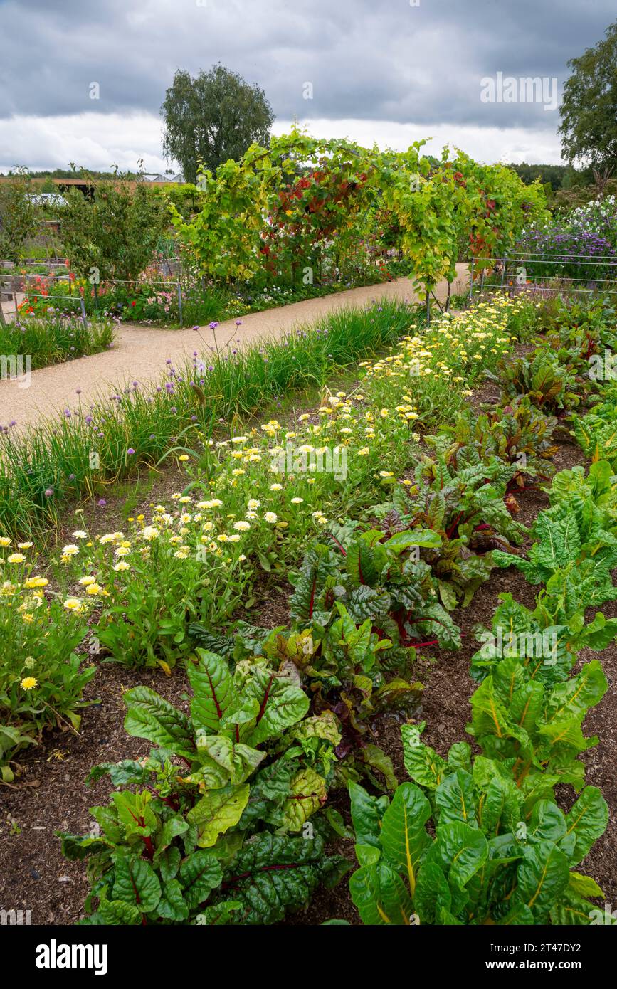 Sommer in den Gärten von RHS Bridgewater, Worsley, Salford, England. Blumen und Gemüse in vollem Wachstum im Küchengarten. Stockfoto