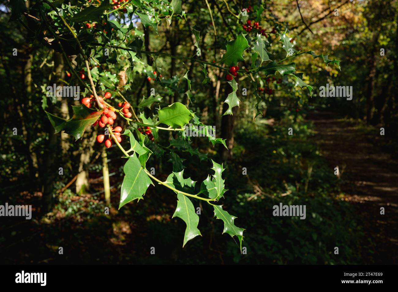 Blick aus der Nähe auf einen stechpalmenbusch mit klassischen grünen Blättern und hellroten Beeren im Sonnenlicht in einem britischen Wald im Norden Londons Stockfoto