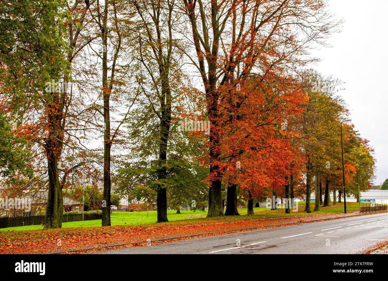 Dundee, Tayside, Schottland, Großbritannien. Oktober 2023. Wetter in Großbritannien: An einem nassen Herbstmorgen in Dundee's Ardler Village, Schottland, sind die Uhren um eine Stunde zurückgestellt. Der anhaltende Regen im Nordosten Schottlands wird voraussichtlich noch eine Woche andauern und eine wunderschöne Herbstumgebung erzeugen. Quelle: Dundee Photographics/Alamy Live News Stockfoto