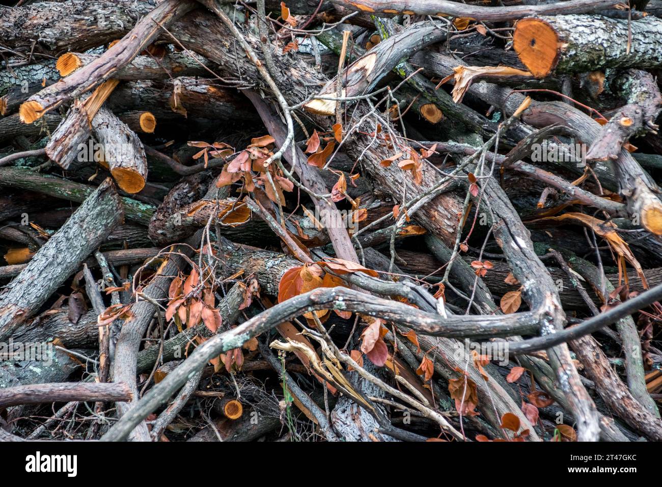 Bild eines Satzes von Stämmen und Ästen, die aus dem Wald gesammelt wurden, um sie für den Kamin im Winter zu schneiden Stockfoto