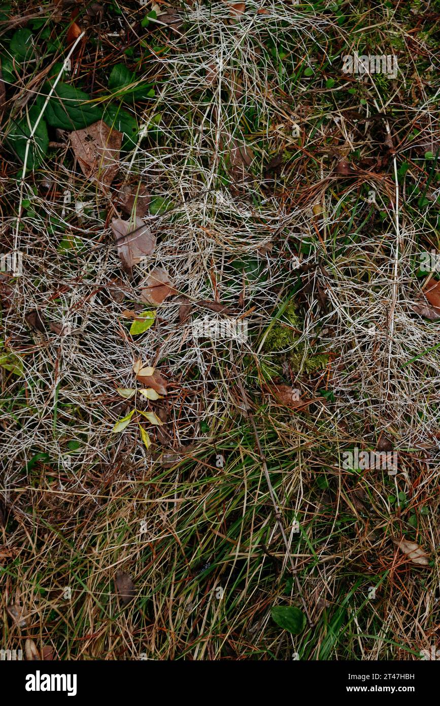 Spätherbst im nördlichen Wald. Details. Getrockneter Schachtelhalm. Nahansicht von oben. Stockfoto