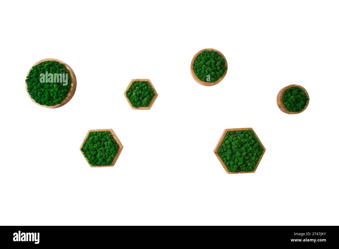 Die strukturierte Wand mit ihrer geometrischen Form aus Moos schafft eine optisch ansprechende Kulisse für jeden Raum, isoliert auf weißem Hintergrund Stockfoto