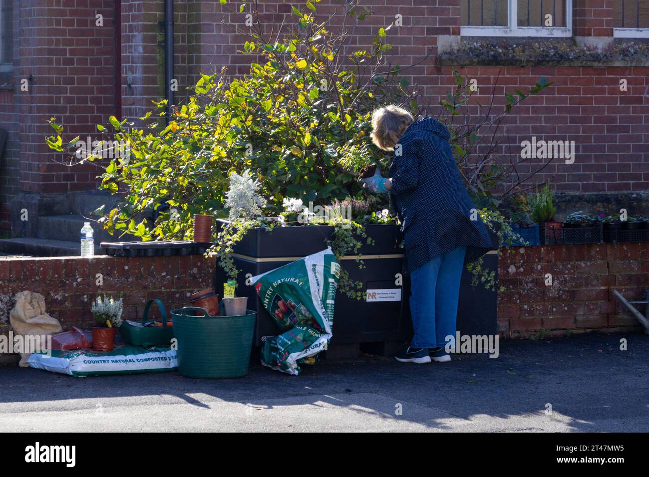 Mitglied der neuen Gruppe romney in Bloom, die Pflanzpflanzen auf der New Romney High Street, New romney, kent, großbritannien Stockfoto