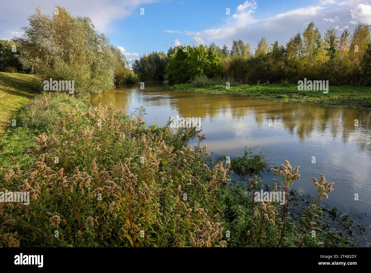 Bergkamen, Ruhrgebiet, Nordrhein-Westfalen, Deutschland - Herbstlandschaft an der Seseke. Die renaturierte Seseke, ein Nebenfluss der Lippe, wurde zum naturnahem Gewaesser umgestaltet, Hochwasserschutz und Biodiversitaet durch neu gestaltete Ueberflutungsflaechen. Die Seseke ist nach dem Bau eines parallel verlaufenden Abwasserkanals jetzt abwasserfrei, war vorher ein offener, oberirdischer Schmutzwasserkanal, Mischwasserkanal mit Oberflaechenwasser und Abwasser. Bergkamen Nordrhein-Westfalen Deutschland *** Bergkamen, Ruhr, Nordrhein-Westfalen, Deutschland Herbstlandschaft auf der Seseke der Re Stockfoto