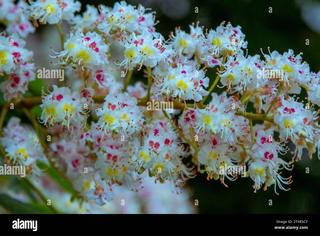 Schließen Sie blühende Kastanienäste mit bunten Blumen. Wunderschöne Frühlingsnatur. Stockfoto