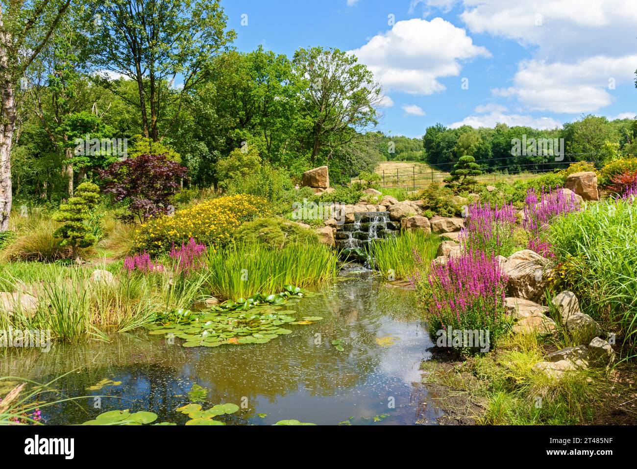 Der Chinese Streamside Garden im RHS Bridgewater Gardens, Worsley, Salford, Greater Manchester, UK Stockfoto