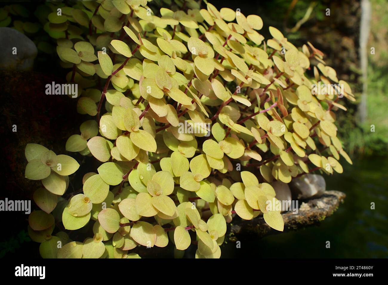 Tostao dourado pflanze Fotos und Bildmaterial in hoher Auflösung Alamy