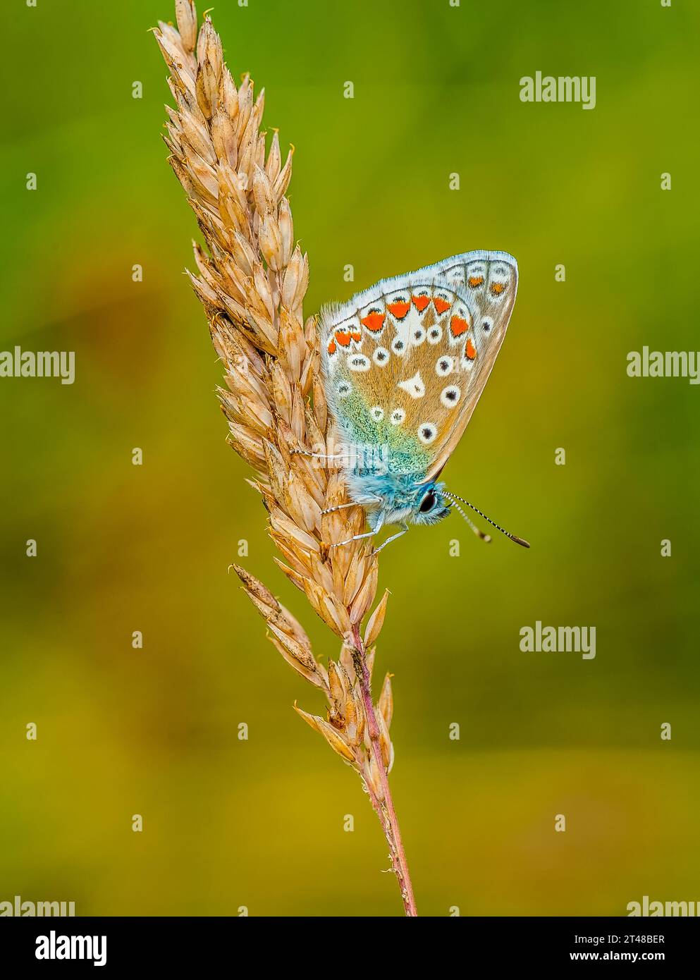 Tier, Insekt, Schmetterling, Gemein, Blau, Gras, Stockfoto