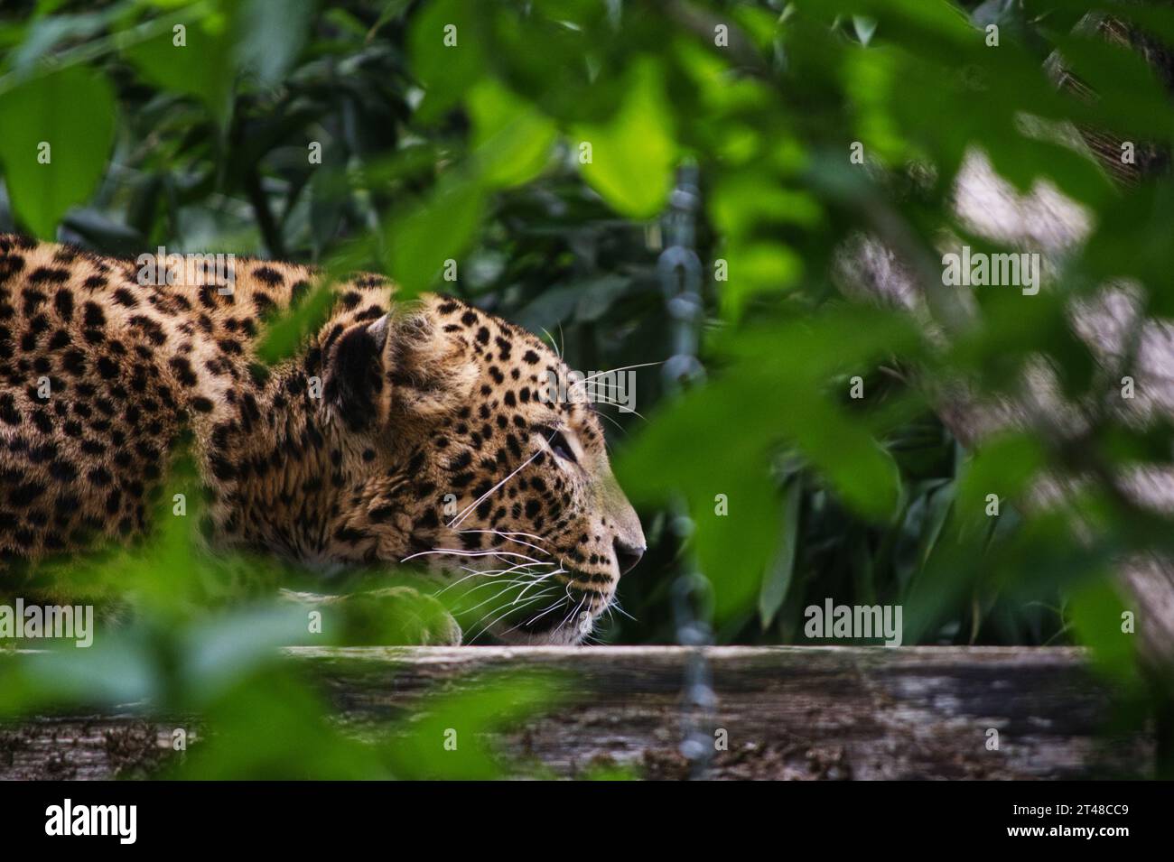 Sri Lanka Leopard Stockfoto