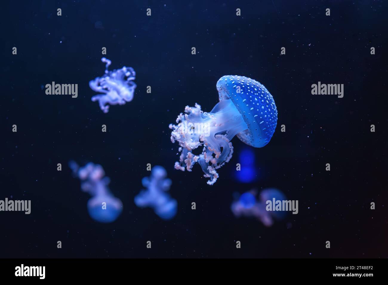 Fluoreszierende Quallen, australische Quallen, Phyllorhiza punctata, die im Aquarium mit blauem Neonlicht schwimmen. Theriologie, Biodiversität, un Stockfoto