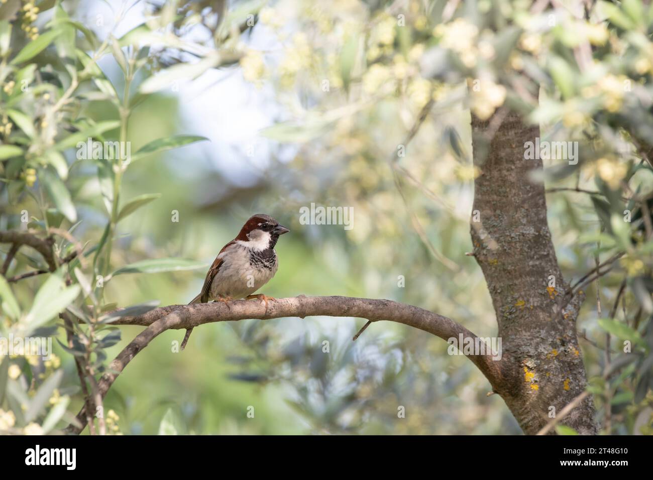 Ein kleiner Vogel thront auf einem Olivenzweig in der Provence, Südfrankreich Stockfoto