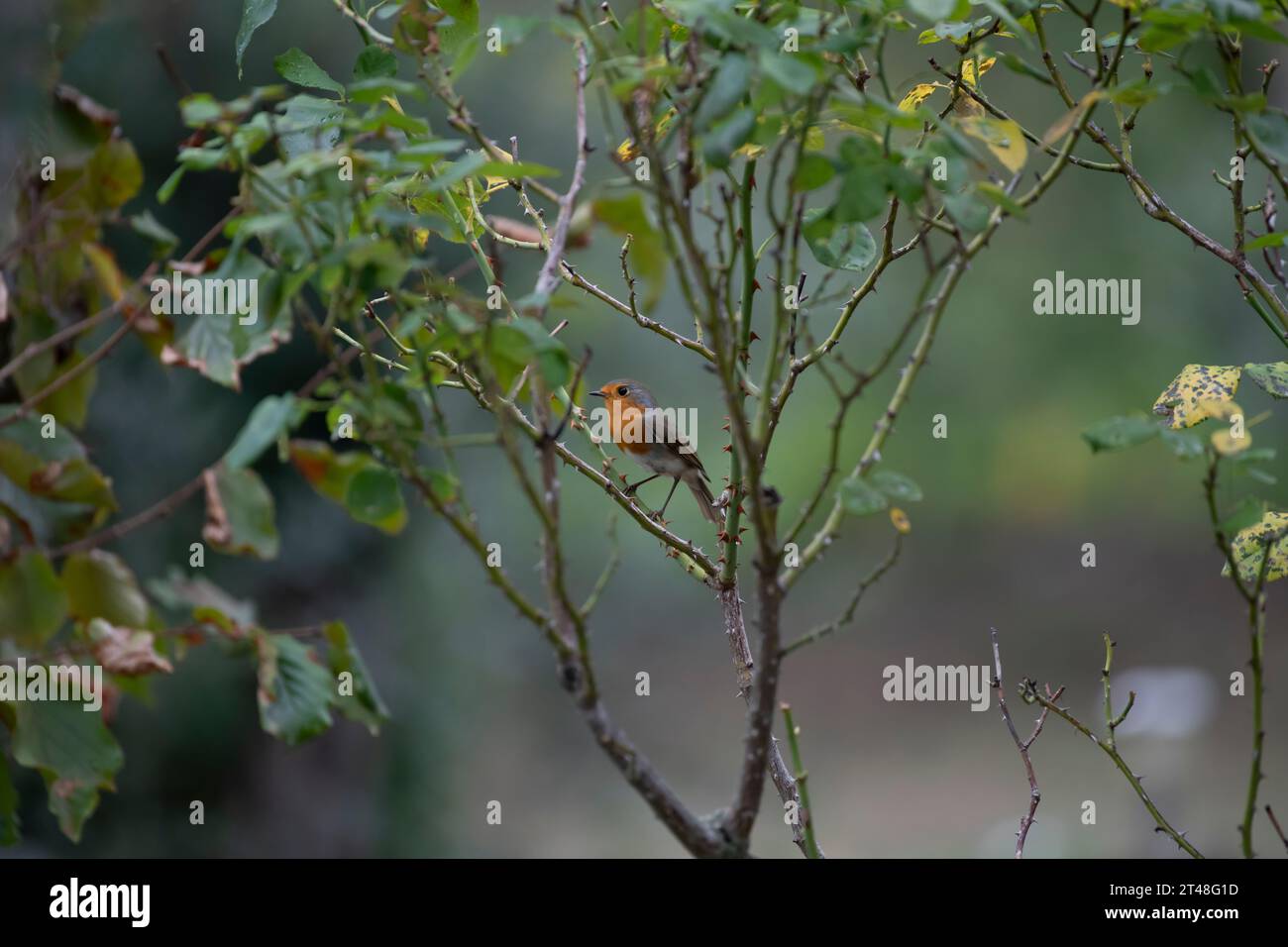 Europäischer rotkehlchen im Herbst in einem Garten, Südfrankreich Stockfoto