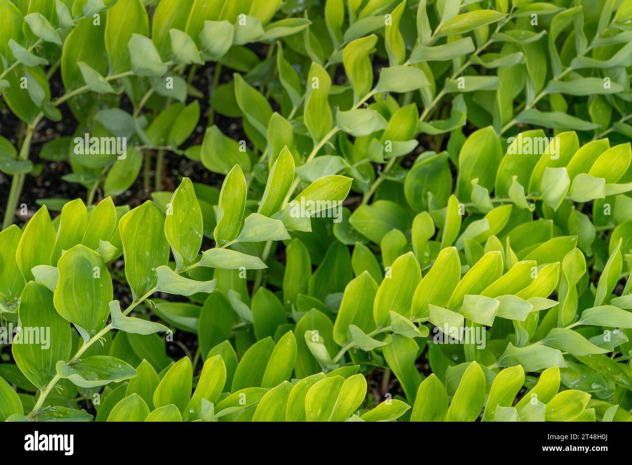 Es ist Polygonatum odoratum, auch bekannt als Solomon's Seal - eine anmutige mehrjährige Pflanze mit bogenförmigen Stämmen. Es lebt in schattigen Gärten und verleiht Eleganz Stockfoto