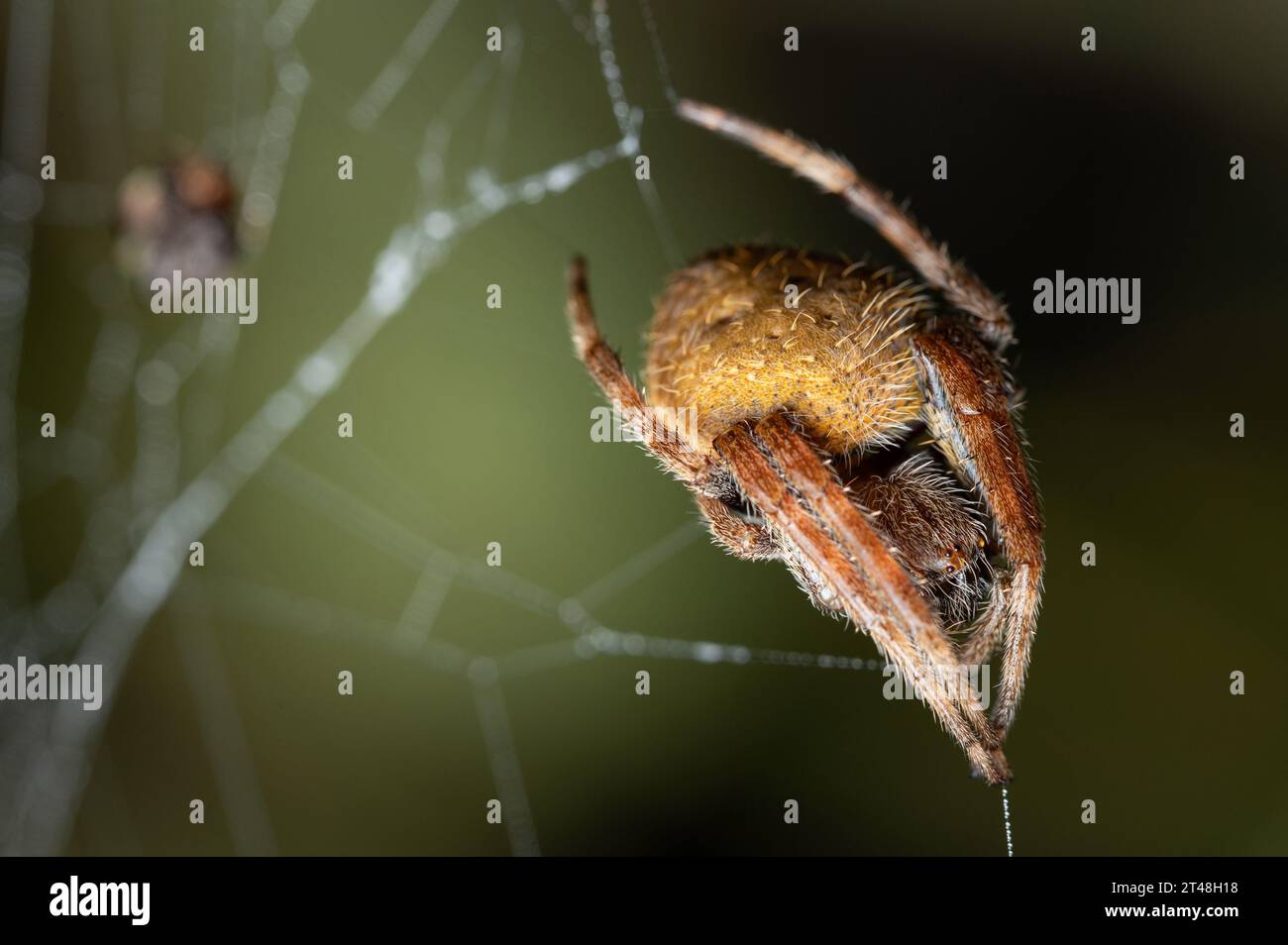 Makro einer gelben haarigen Spinne, die aus nächster Nähe auf dem Netz sitzt Stockfoto