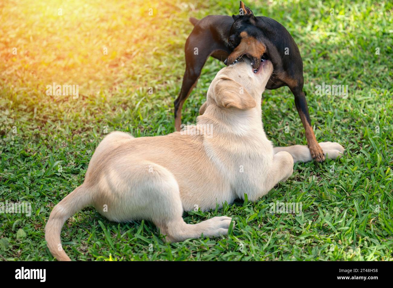 Zwei Welpen auf grünem Grashintergrund Stockfoto