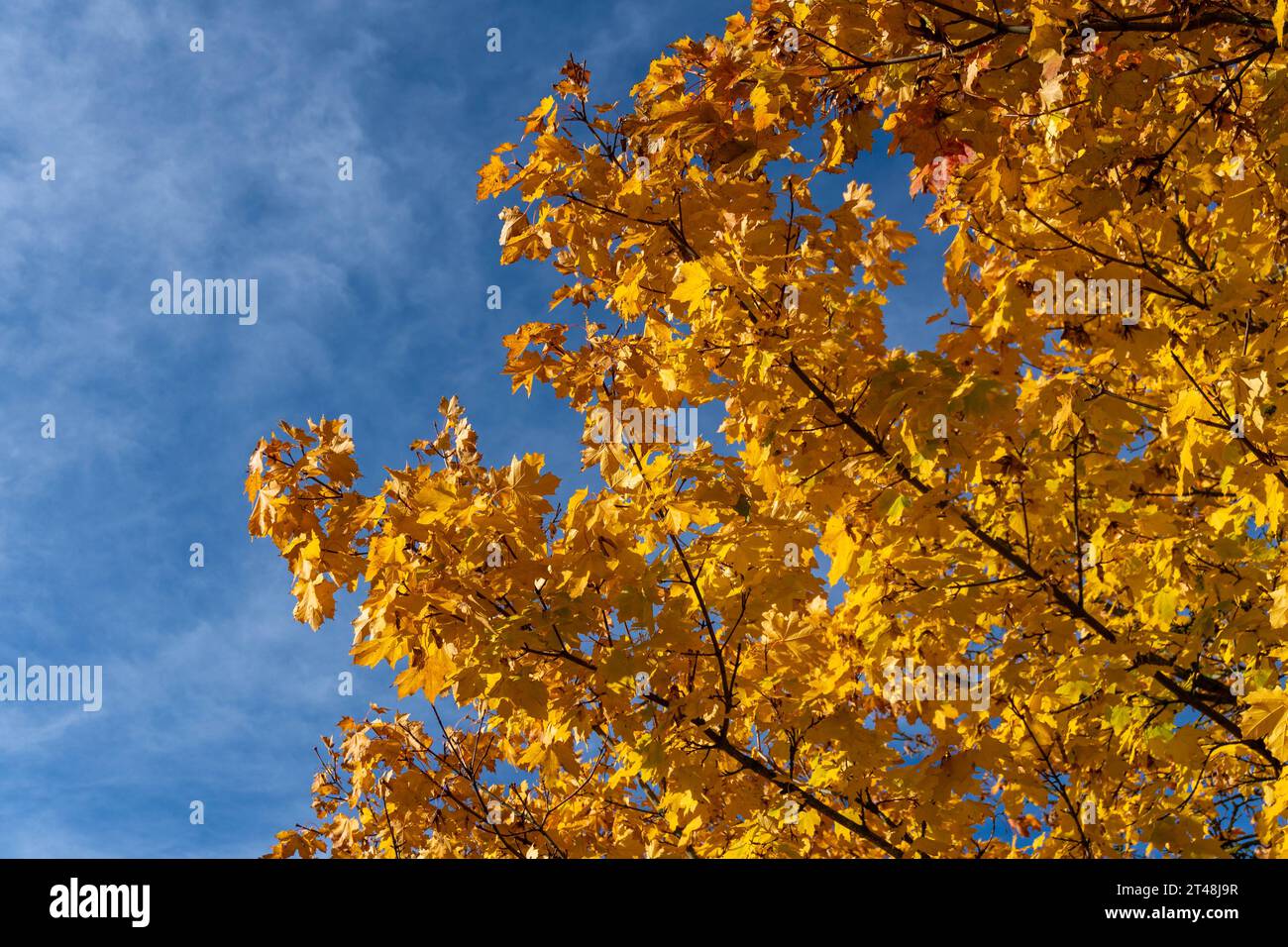 Ahornzweige an einem sonnigen Tag Stockfoto