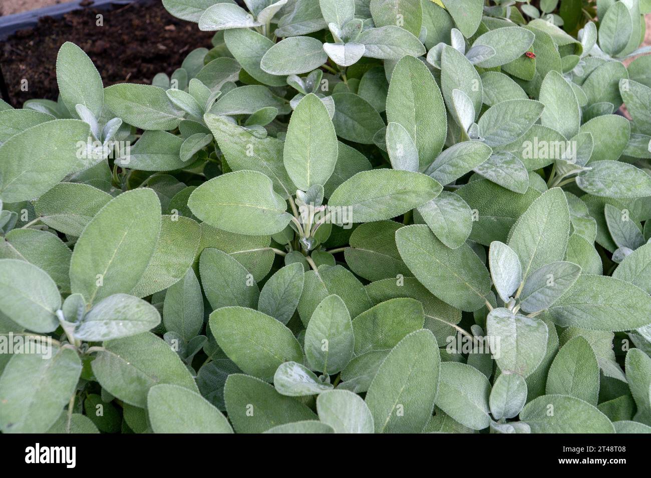 Werfen Sie einen genaueren Blick auf eine Gartensalbeipflanze, die in eine hölzerne Gartenkiste gegossen wurde. Die Blätter von Salvia officinalis sind wunderschön in diesem Top-down-V Stockfoto