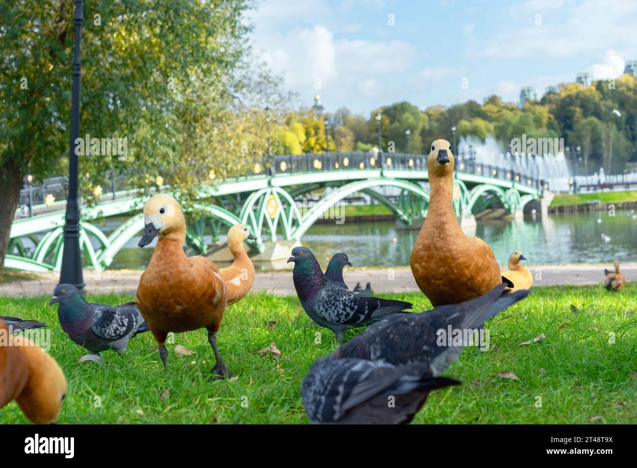 Rote Enten oder Ogar Enten und Tauben am Flussufer mit einer wunderschönen Brücke. Stockfoto