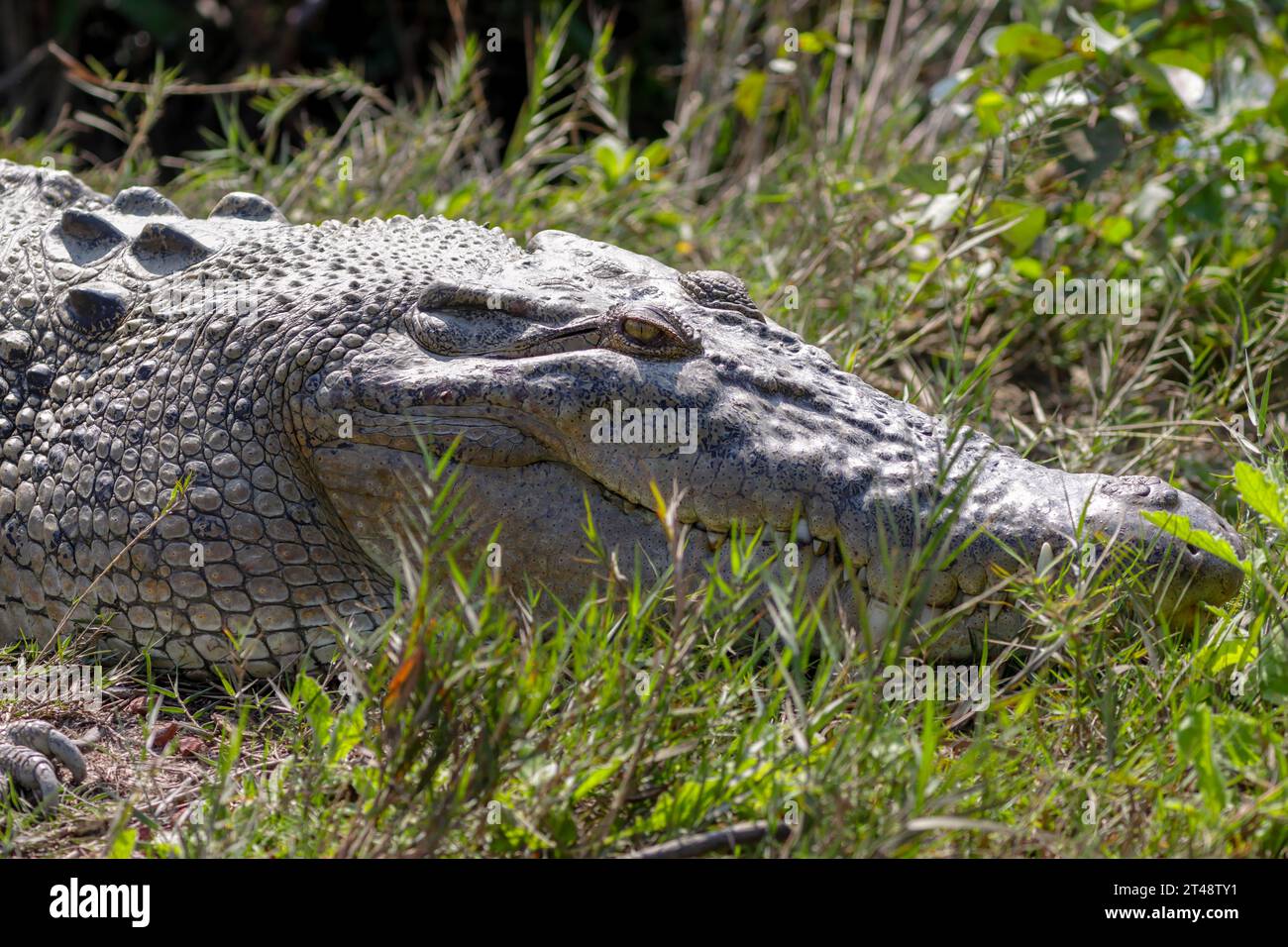 Kopf des Salzwasserkrokodils (Crocodylus porosus) Dieses Foto wurde aus dem Sundarbans-Nationalpark aufgenommen Stockfoto