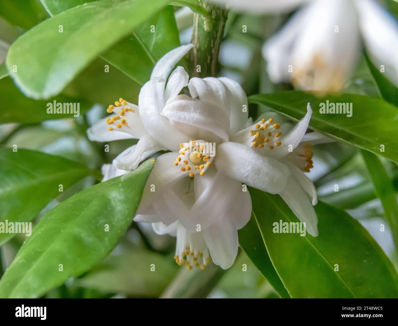 Calamansi- oder Calamondin-Fruchtblüten und -Zweige. Zitrus-Hybridblüte. Philippinische Limette oder Zitrone. Stockfoto