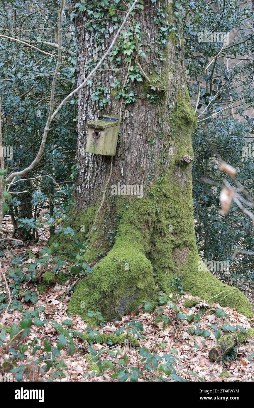 Vogelnistkästchen an einem Baum in einem bewaldeten Naturschutzgebiet, Mid Wales Stockfoto