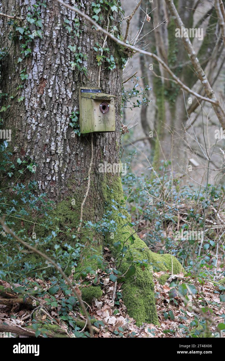 Vogelnistkästchen an einem Baum in einem bewaldeten Naturschutzgebiet, Mid Wales Stockfoto