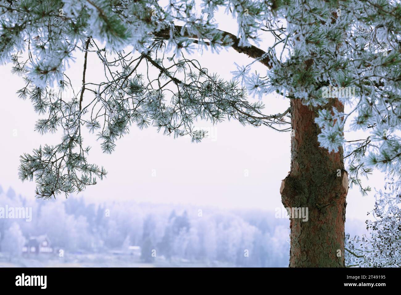 Wintermärchen: Weißer Frost auf Tannenzweigen, Nahaufnahme Stockfoto