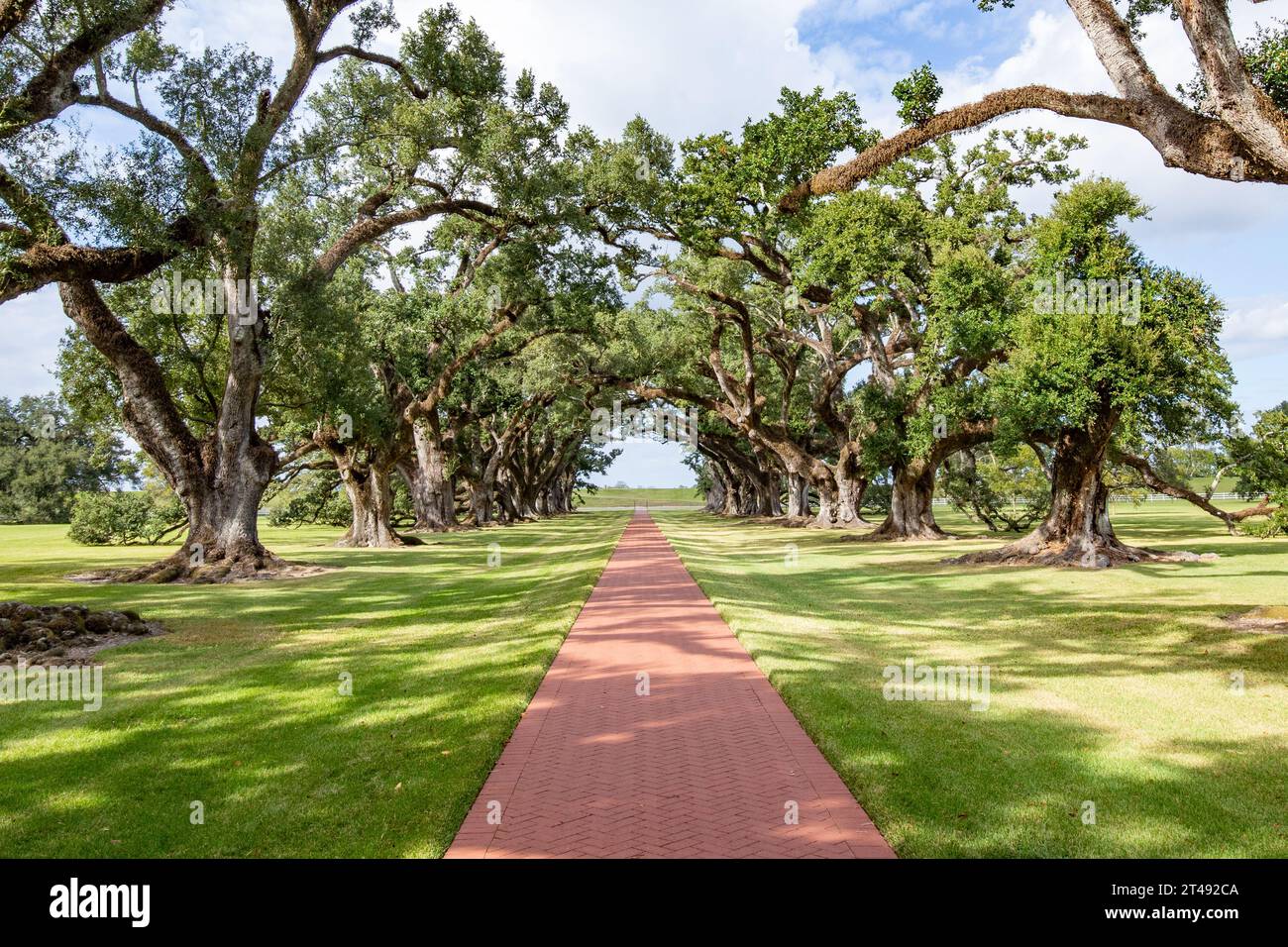 Malerische Eichenallee im südlichen Plantagenhaus aus der Zeit der Sklaverei in Louisiana, USA Stockfoto