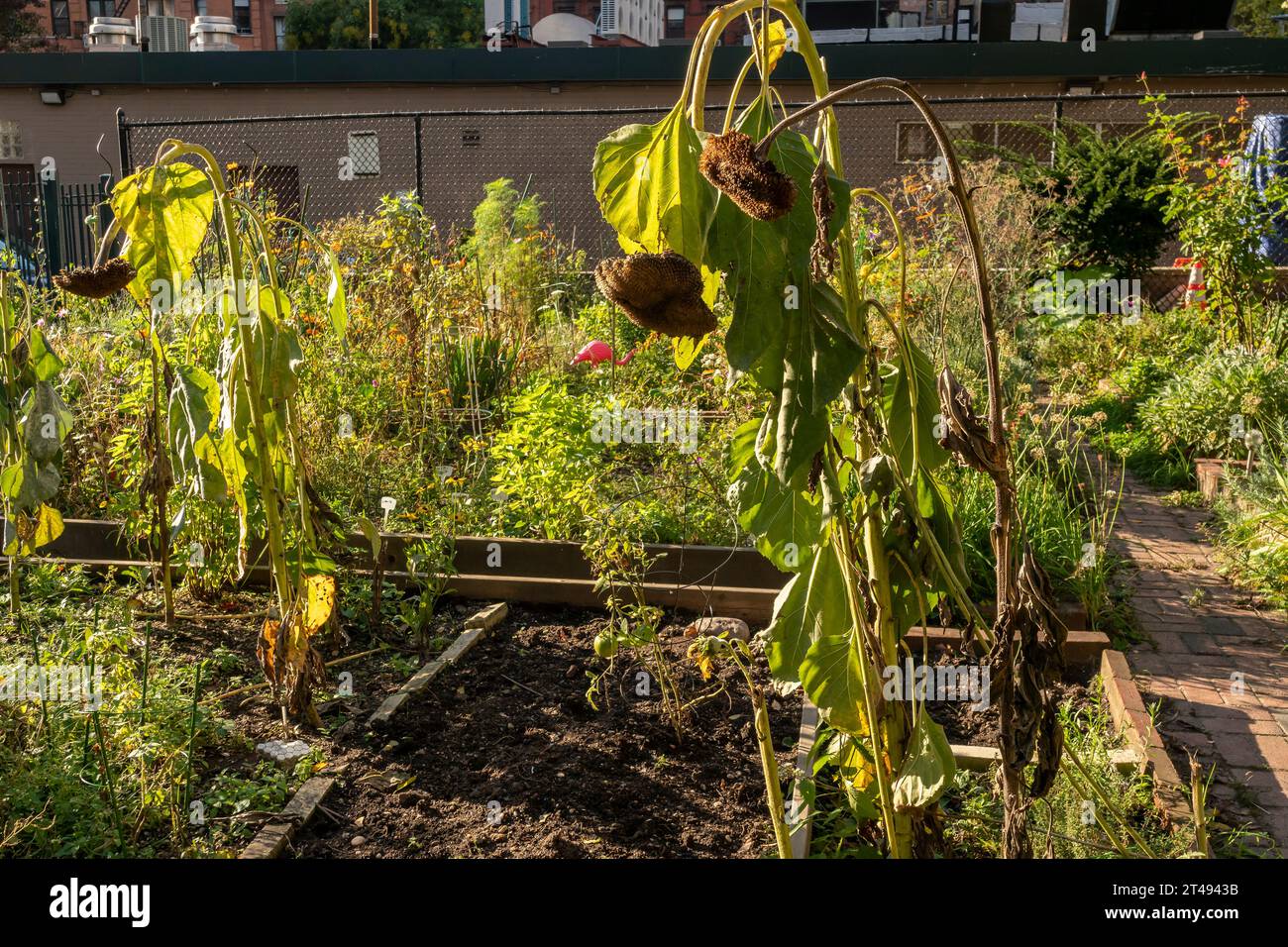 Am Ende der Wachstumsperiode, im Herbst, in New York am Dienstag, 24. Oktober 2023, sterben Pflanzen, vor allem Sonnenblumen. (© Richard B. Levine) Stockfoto